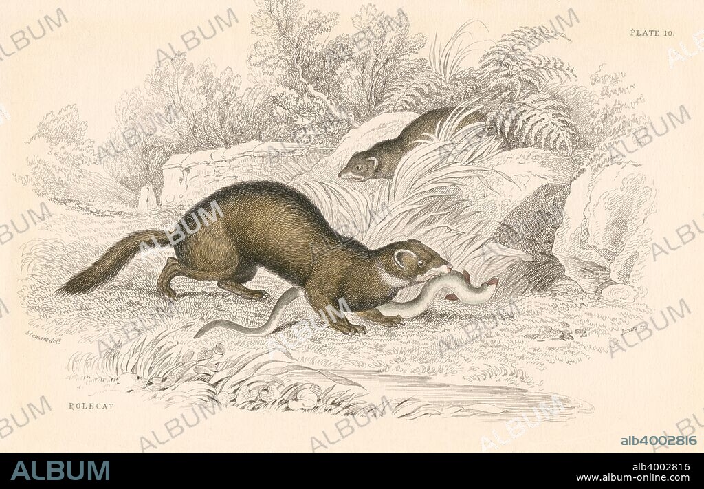 Polecat (Mustela putorius), member of the weasel family, 1828. Its reputation for the strong smell from anal gland secretions is hinted at in its Latin name and in the expression that something smells like a polecat. The ferret is a domesticated form. From British Quadrupeds by William MacGillivray, one of the volumes in William Jardine's Naturalist's Library series. (Edinburgh, 1828).