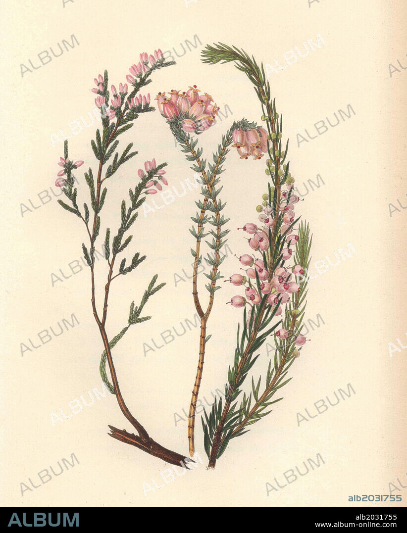 Heath or heather varieties, Erica species. Handcoloured botanical illustration drawn and engraved by William Clark from Rebecca Hey's "Moral of Flowers," London, Longman, Rees, 1833. Mrs. Rebecca Hey was a Victorian writer, poet and artist who wrote "Spirit of the Woods" 1837 and "Recollections of the Lakes" 1841. William Clark was former draughtsman to the London Horticultural Society and illustrated many botanical books in the 1820s and 1830s.