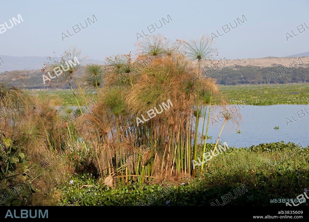 Papyrus (Cyperus papyrus) and water hyacinth (Eichhornia crassipes) fringing Lake Naivasha, Elsamere, rift valley, Kenya, East Africa.
