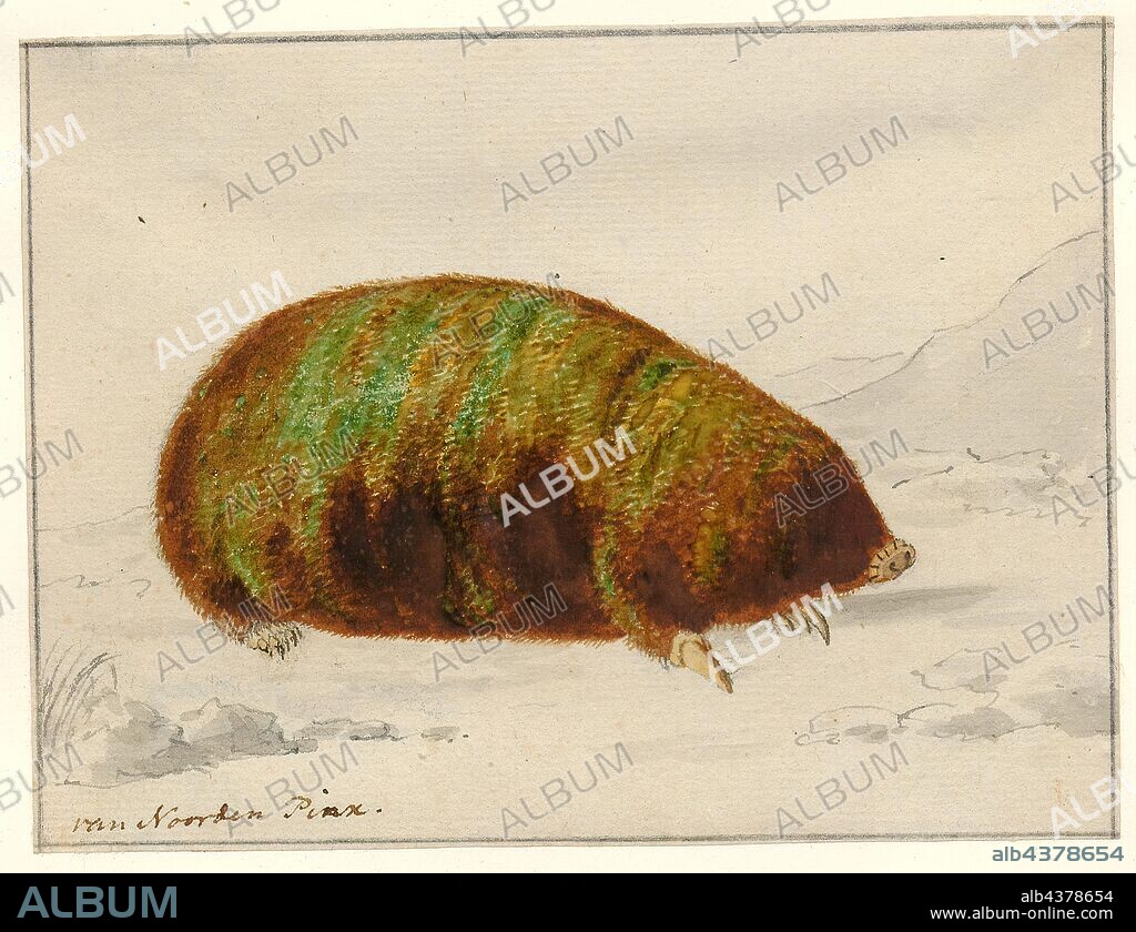 Chrysochloris asiatica, Print, The Cape golden mole (Chrysochloris asiatica) is a small, insectivorous mammal of the family Chrysochloridae, the golden moles. It is native to certain south western regions of South Africa., 1731-1795.