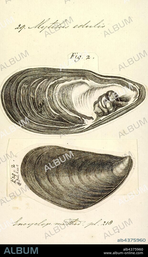 Mytilus edulis, Print, The blue mussel (Mytilus edulis), also known as the common mussel, is a medium-sized edible marine bivalve mollusc in the family Mytilidae, the mussels. Blue mussels are subject to commercial use and intensive aquaculture. A species with a large range, empty shells are commonly found on beaches around the world.