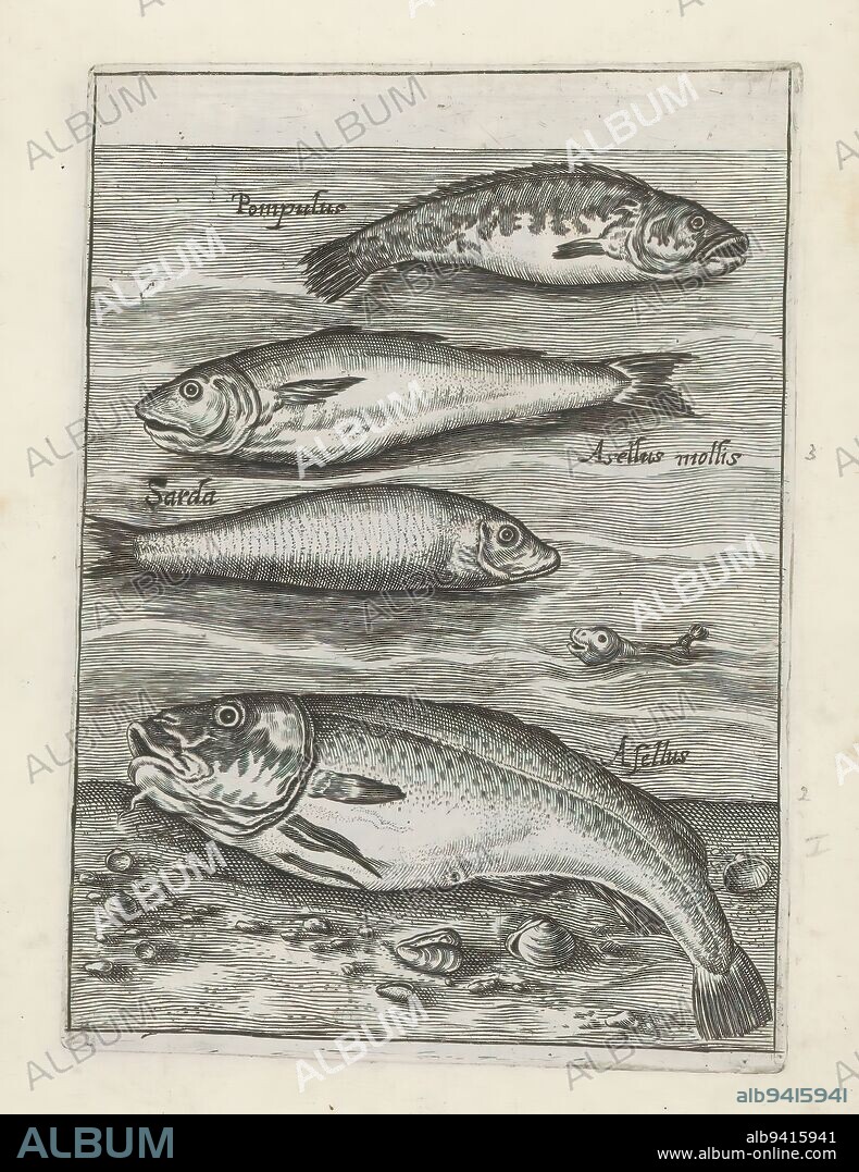 Pilot man, whiting, sarda and cod, Fish (series title), Piscium Vivae Icones (series title), Four fish. From top to bottom a pilot, whiting, sarda and cod. Each fish has its name in Latin. This print is part of an album., print maker: anonymous, print maker: Crispijn van de Passe (I), (rejected attribution), after design by: Adriaen Collaert, Utrecht, 1635 - 1660, paper, engraving, height 123 mm × width 89 mm.