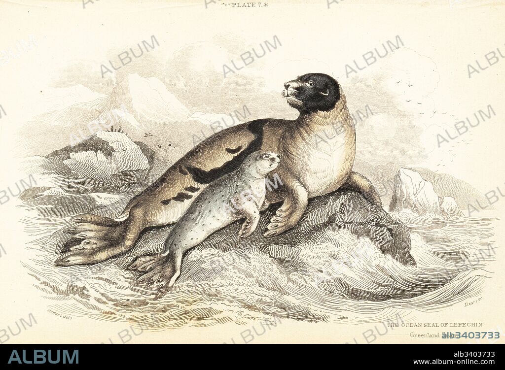 Harp seal with pup, Pagophilus groenlandicus (Ocean seal of Lepechin, Phoca oceanica). Greenland seas. Handcoloured steel engraving by W.H. Lizars after an illustration by James Stewart from Robert Hamilton's Amphibious Carnivora, part of Sir William Jardine's Naturalist's Library: Mammalia, Edinburgh, 1839.