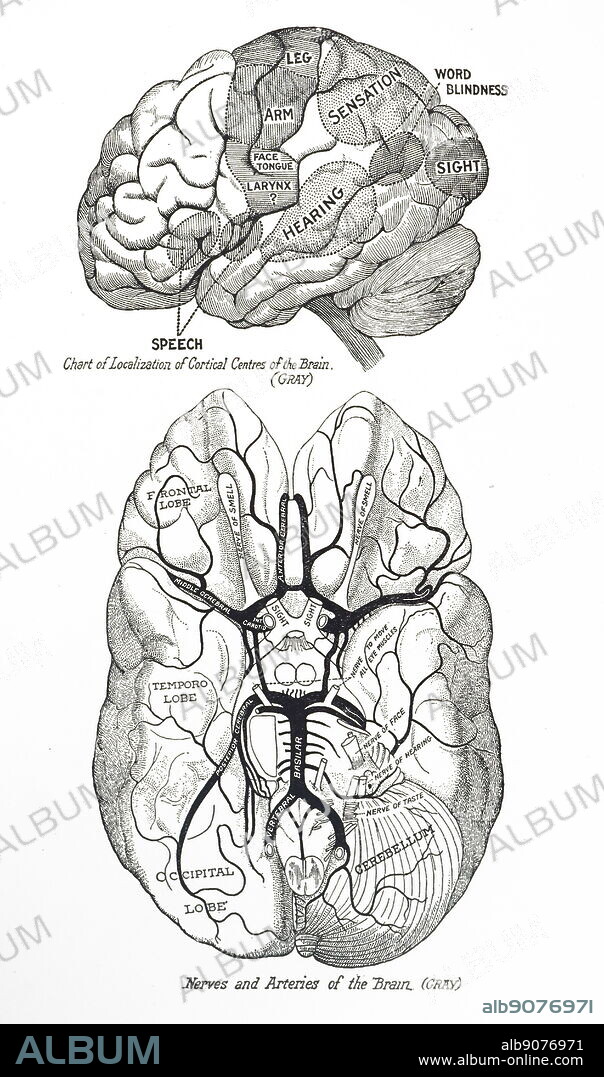 Brain Anatomy Vector Art, Icons, and Graphics for Free Download