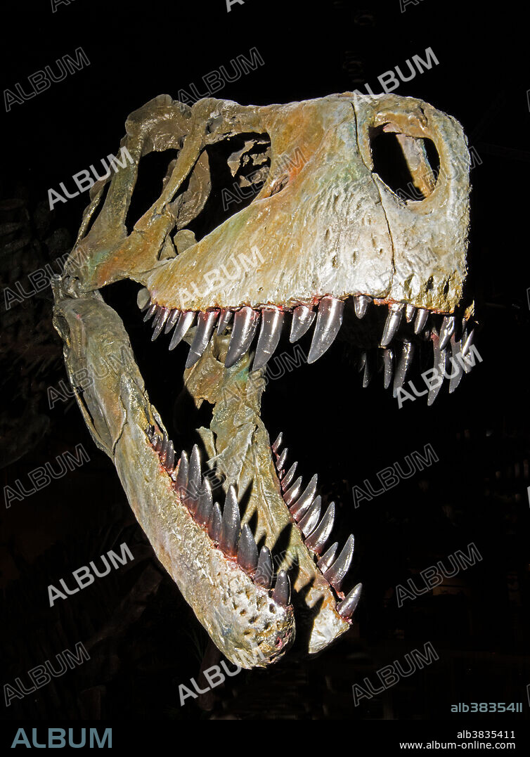 Albertosaurus Sarcophagus. Rocky Mountain Dinosaur Resource Center. Woodland Park, Colorado.