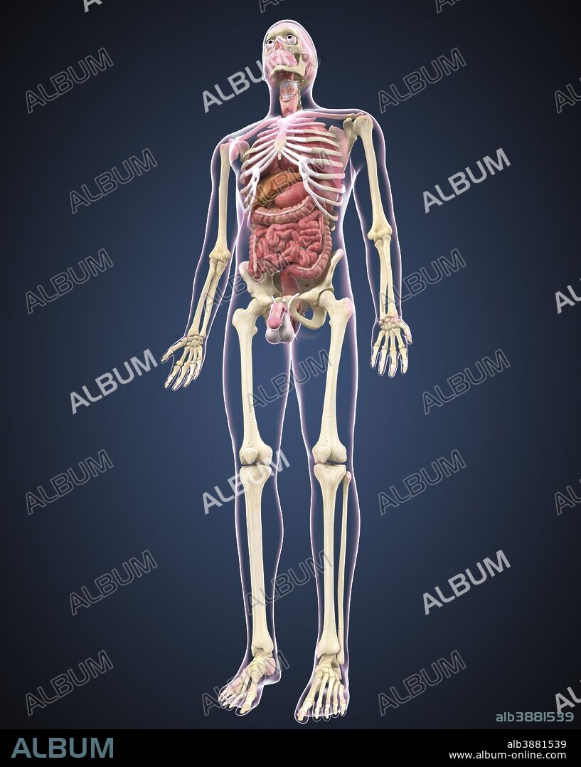 Full length view of male human body with organs.