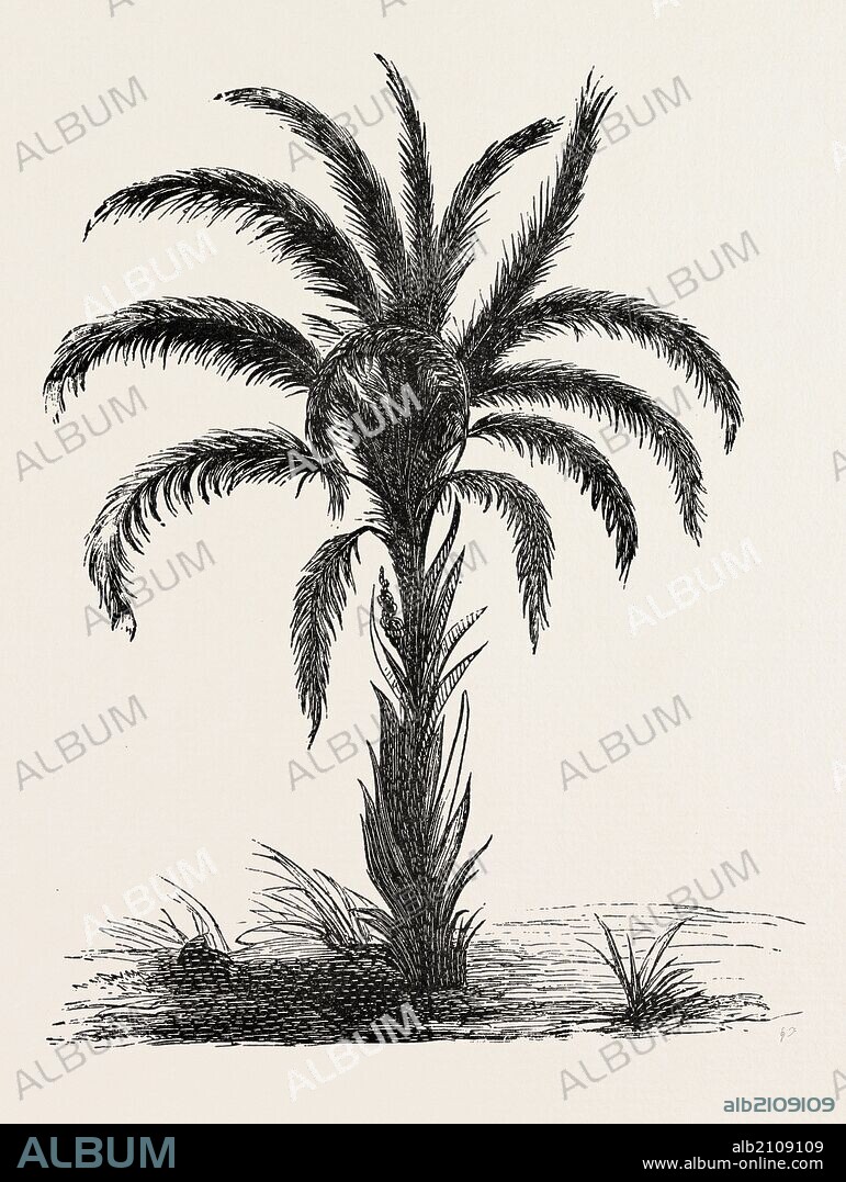 OIL-PALM (Eloeis Guineensis). Elaeis is a genus of palms containing two species, called oil palms. They are used in commercial agriculture in the production of palm oil. The African oil palm Elaeis guineensis (the species name guineensis referring to its country of origin) is the principal source of palm oil, it is native to west and southwest Africa, occurring between Angola and Gambia.