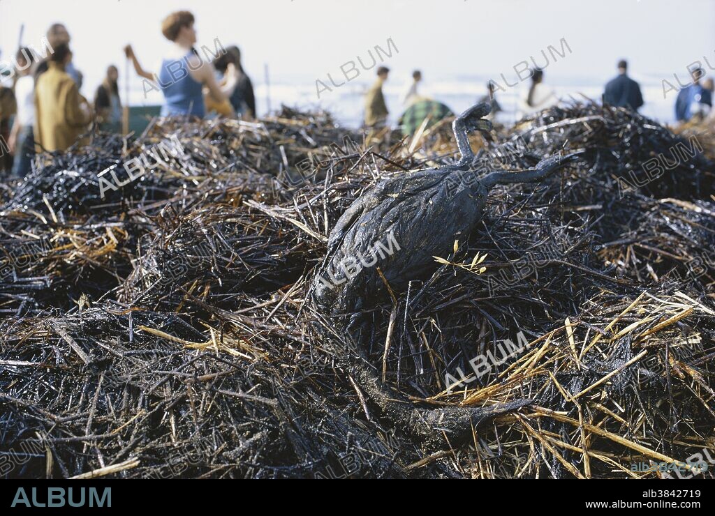 Bird Killed by Oil Spill, San Francisco, 1971