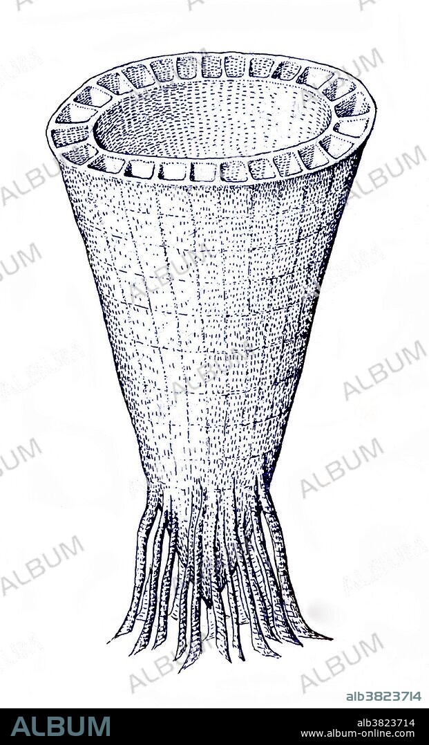 Color enhanced fossil drawing of an extinct organism belonging to the phylum group from early Cambrian times. The Cambrian is the first geological period of the Paleozoic Era (1.9 million years ago). The rapid diversification of lifeforms in the Cambrian, known as the Cambrian explosion, produced the first representatives of many of the modern phyla organisms.