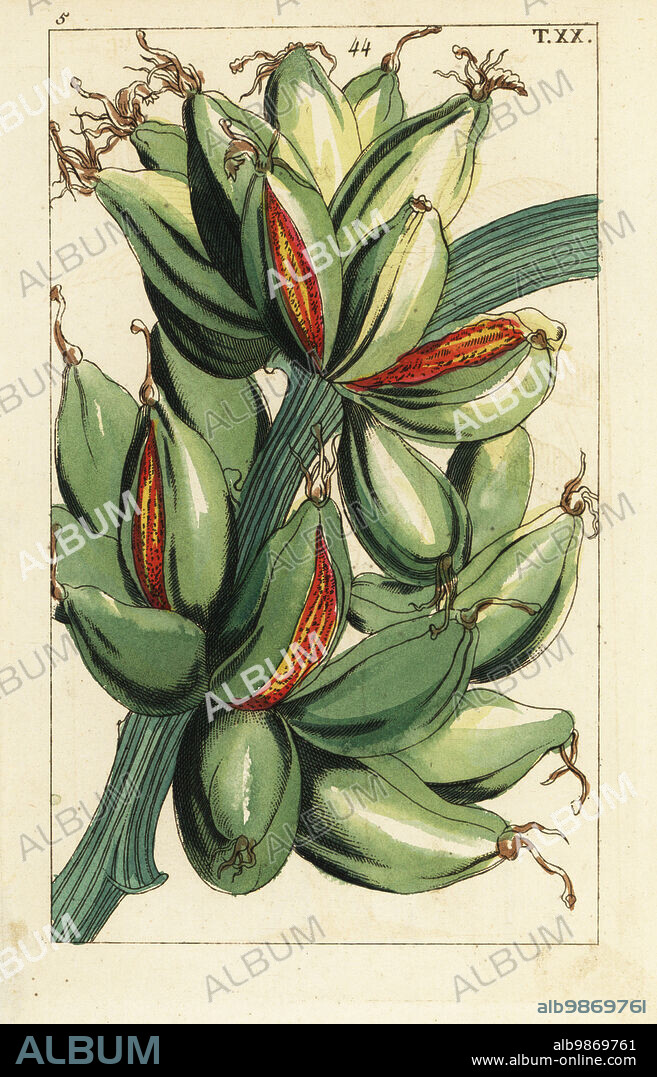 Banana fruit growing upright on the branch, Musa sapientum. Synonym of Musa × paradisiaca. Handcolored copperplate engraving of a botanical illustration from Gottlieb Tobias Wilhelm's Unterhaltungen aus der Naturgeschichte (Encyclopedia of Natural History), Vienna, 1816.
