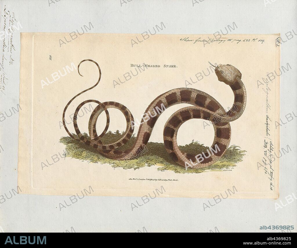 Dipsas indica, Print, Dipsas indica, also known as the Neo-tropical snail-eater, is a snake species found in South America. It feeds on slugs and snails, which the snake can extract from their shells using its slender jaw., 1700-1880.