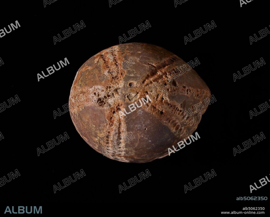 Fossil Echinoid, Echinocorys Scutata, Preserved in flint. Natural Science Collection, Palaeontology.