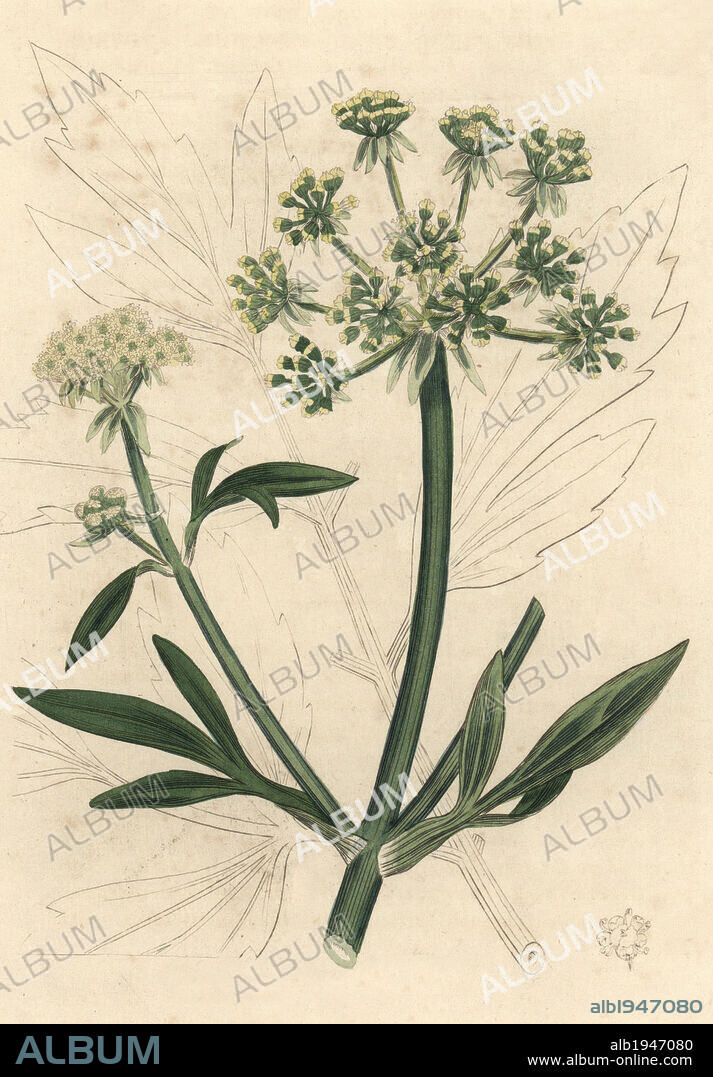 Yellow flowered lovage, Ligusticum levisticum. Handcolored copperplate engraving from a botanical illustration by James Sowerby from William Woodville and Sir William Jackson Hooker's "Medical Botany" 1832. The tireless Sowerby (1757-1822) drew over 2,500 plants for Smith's mammoth "English Botany" (1790-1814) and 440 mushrooms for "Coloured Figures of English Fungi " (1797) among many other works.