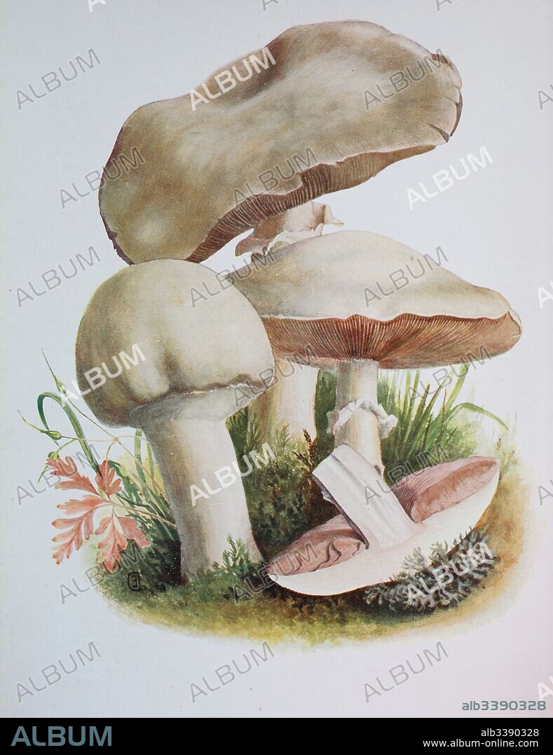 Agaricus arvensis, commonly known as the horse mushroom, is a mushroom of the genus Agaricus, digital reproduction of an ilustration of Emil Doerstling (1859-1940).