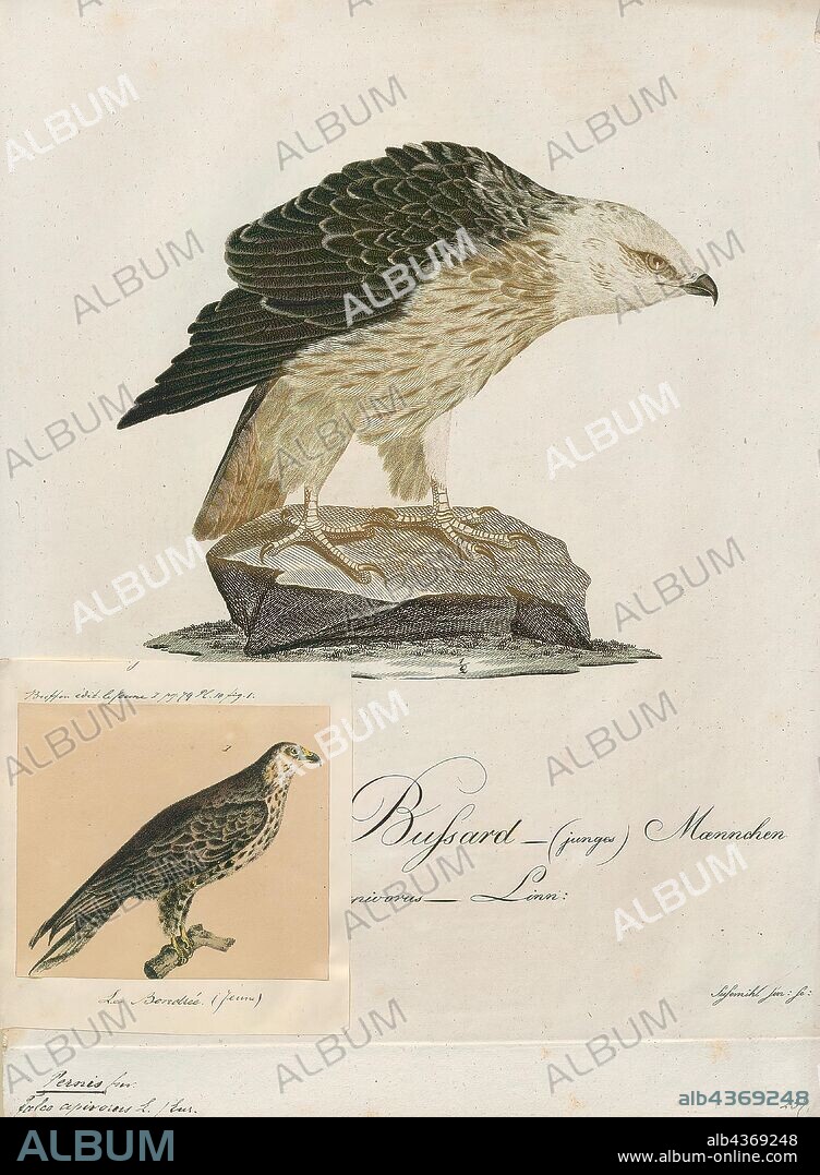 Pernis apivorus, Print, The European honey buzzard (Pernis apivorus), also known as the pern or common pern, is a bird of prey in the family Accipitridae., 1700-1880.