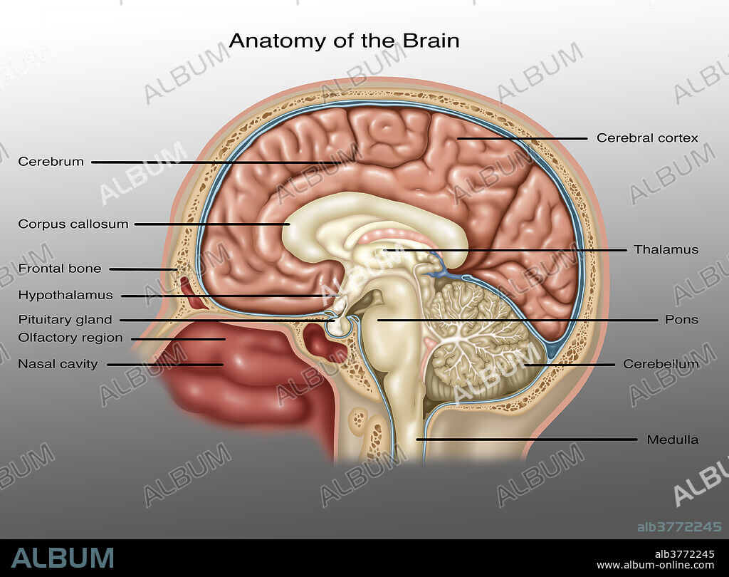 Illustration showing the anatomy of the brain. Detailed in this image are (clockwise from top right): cerebral cortex, thalamus, pons, cerebellum, medulla, nasal cavity, olfactory region, pituitary gland, hypothalamus, frontal bone, corpus callosum, and the cerebrum.