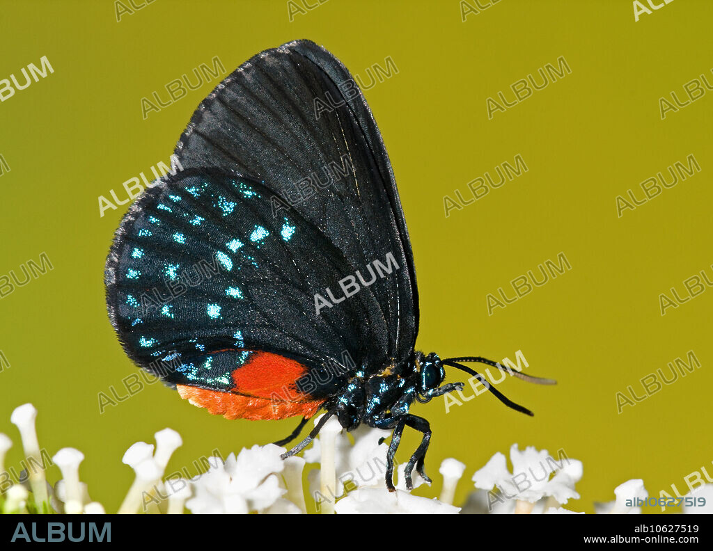 Atala Butterfly (Eumaeus atala) mimics Eastern Black Butterfly. Northeastern Florida, Duval County.