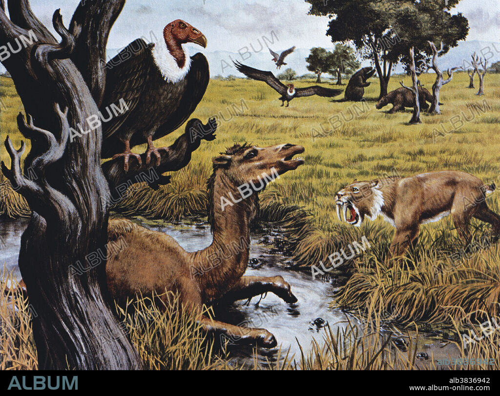 Illustration of the La Brea Tar Pits from the Natural History Museum of LA County, showing an American camel trapped in the tar, as a teratorn vulture and a saber-tooth cat look on. Giant ground sloths can be seen in the background.