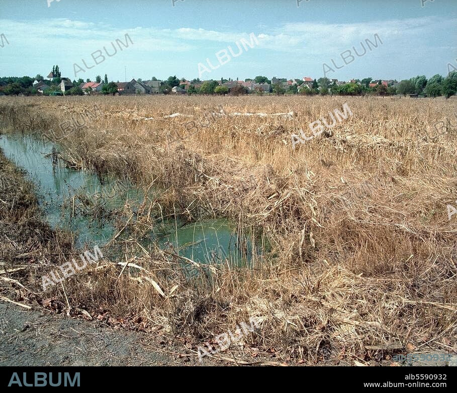 Naturkatastrophen / Hochwasser:. Hochwasser der Oder und Überschwemmungen im Oderbruch in Brandenburg und in Polen, September 1997. Weiden und Felder in der Ziltendorfer Senke nach Ablauf des Wassers. Foto, 30. Sept. 1997.