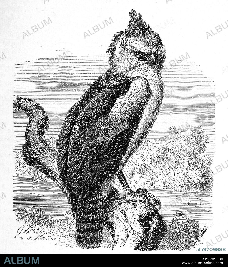 Bird, Sparhawk, Morphnus guianensis, historic, digitally restored reproduction from an original from the 19th century.