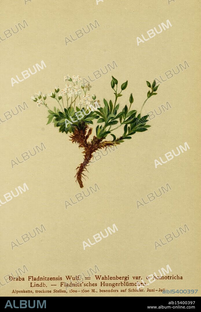 Atlas der Alpenflora v.1 Wien Alpenvereins 1882 alps atlases mountain plants The New York Botanical Garden, The image features a botanical illustration of the plant Draba Fladnizensis Wulf, specifically the variety Wahlenbergi var. a homotrichia Lindb. This delicate flowering plant is characterized by its small white blossoms clustered at the top and finely divided, lush green leaves below. The illustration includes a detailed description and its habitat, indicating that this species can be found in alpine regions, particularly in dry locations between 1500 to 2500 meters in elevation, typically blooming from June to July. The artwork captures the intricate details of the leaves and flowers, showcasing the natural beauty and scientific interest of this alpine flora.
