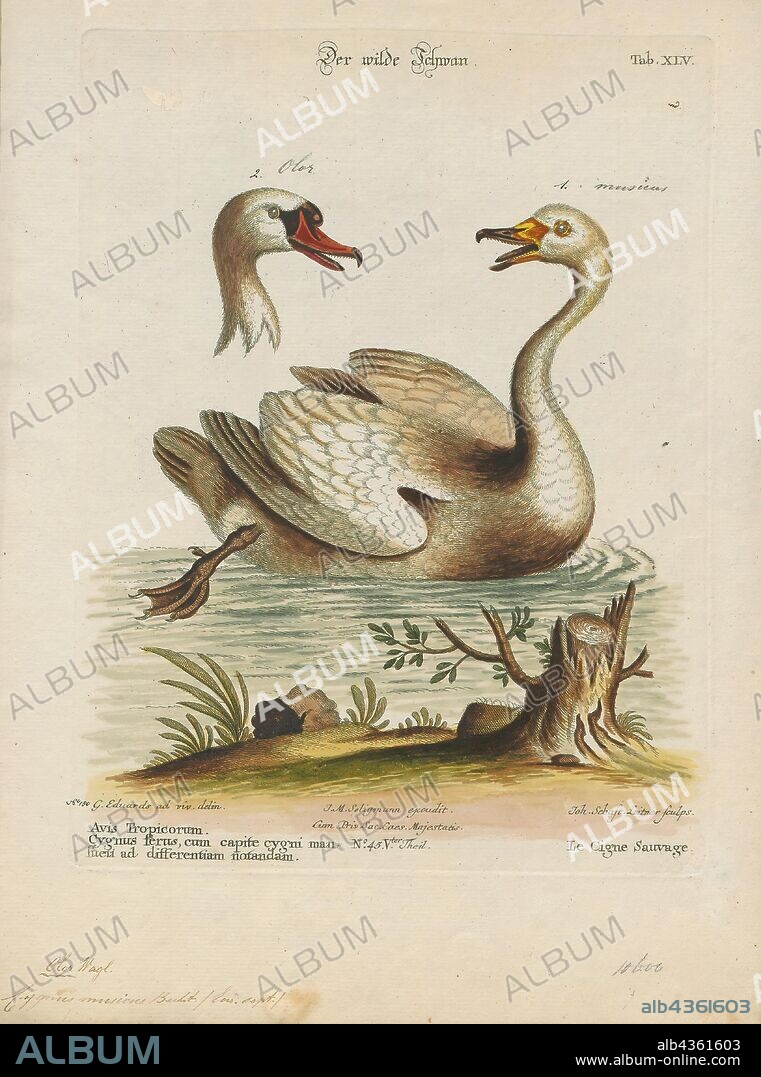 Cygnus cygnus, Print, The whooper swan (Cygnus cygnus), also as the common swan, pronounced hooper swan, is a large Northern Hemisphere swan. It is the Eurasian counterpart of the North American trumpeter swan, and the type species for the genus Cygnus. Francis Willughby and John Ray's Ornithology of 1676 referred to this swan as "the Elk, Hooper, or wild Swan". The scientific name is from cygnus, the Latin for "swan"., 1700-1880.