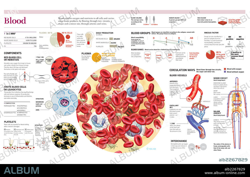 SANGRE. Infografía de la composición de la sangre, los grupos sanguíneos y la circulación sanguínea en el cuerpo humano.