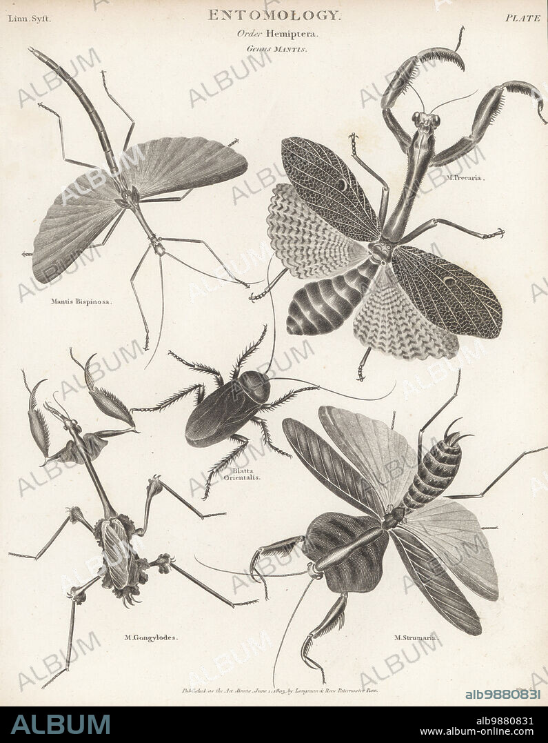 Dragon stick insect, Diapherodes jamaicensis (Mantis bispinosa), praying mantis, Stagmatoptera precaria (Mantis precaria), oriental cockroach, Blatta orientalis, wandering violin mantis, Gongylus gongylodes (Mantis gongylodes), and leaf mantis, Choeradodis strumaria (Mantis strumaria). Copperplate engraving by Thomas Milton from Abraham Rees' Cyclopedia or Universal Dictionary of Arts, Sciences and Literature, Longman, Rees, Paternoster Row, London, June 1, 1803.