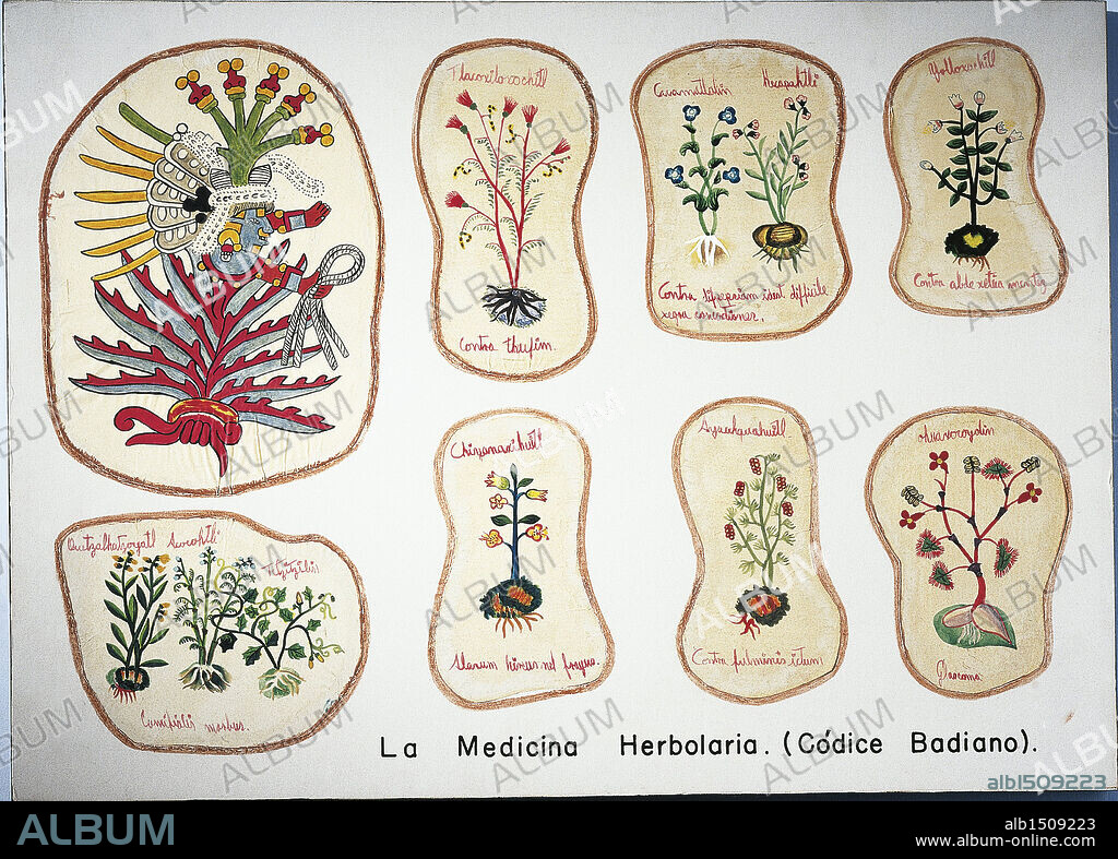 Mexico - Pre-Columbian civilization. Facsimile of a page from Libellus de Medicinalibus Indorum Herbis or Badianus Manuscript, Aztec illustrated text on medicinal plants.