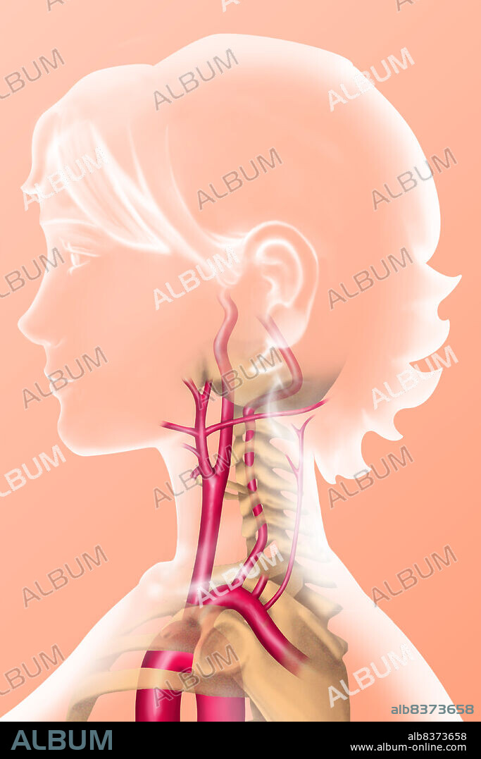 Arterial vascularization of the neck.. The arteries of the neck are mainly composed of carotids, anteriorly, and vertebral arteries (not visible here), posteriorly. They irrigate the structures of the neck, head and brain.. The carotid arteries are issue from the aortic arch. The common carotid arteries, right and left, divide at thyroid-level into internal and external carotids. The external carotid gives numerous collateral arteries, among which the facial artery (in direction of the face) and the occipital artery (towards the basis of the skull).. The vertebral artery is issue from the subsclavian artery ; it goes towards the brain passing at the level of the transverse processes of the vertebrae.. Posteriorly, the deep cervical artery irrigates the musles of the neck.. See images 1166307 for a front view, 1167607 for a profile view of a man.