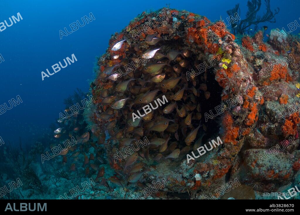 Glassy Sweepers (Pempheris schomburgki) gather outside a defunct sewage pipe offshore Palm Beach, FL. Unfortunately, sewage remains a real problem in Palm Beach County Reefs, with coastal utilities denying their sewage outfalls damage the local marine life.