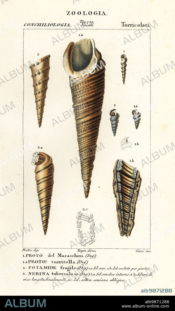 Fossils of extinct sea snails. Proto maraschinii, Turritella, Potamides fragilis, Nerina tuberculosa. Proto del Maraschiini, Proto turritella, Potamide fragile, Nerina turbercolosa. Handcoloured copperplate stipple engraving from Antoine Laurent de Jussieu's Dizionario delle Scienze Naturali, Dictionary of Natural Science, Florence, Italy, 1837. Illustration engraved by Corsi, drawn by Jean Gabriel Pretre and directed by Pierre Jean-Francois Turpin, and published by Batelli e Figli. Turpin (1775-1840) is considered one of the greatest French botanical illustrators of the 19th century.
