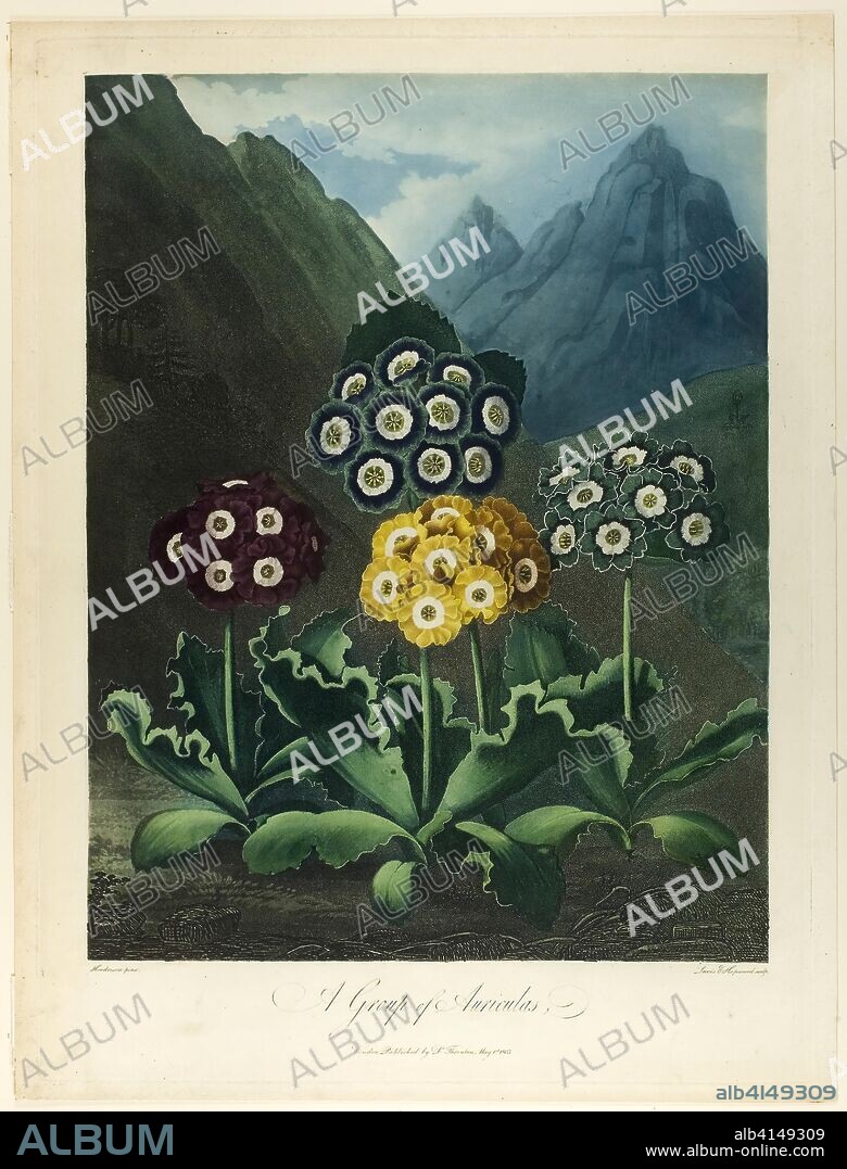 L. V. HOPWOOD. A Group of Auriculas, from The Temple of Flora. Frederick Christian Lewis, the elder (English, 1779-1856); James Hopwood, the elder (English, c. 1752-1819); after Peter Charles Henderson (English, active 1791-1829); published by Dr. Robert John Thornton (English, 1768-1837). Date: 1803. Dimensions: 250 × 185 mm (image); 375 × 277 mm (plate); 385 × 310 mm (sheet). Color aquatint, with stipple engraving and etching, inked à la poupée, with watercolor (hand-coloring) on cream wove paper. Origin: England.