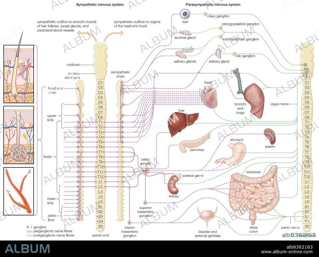 Diagram of the autonomic nervous system, showing distribution of sympathetic and parasympathetic nerves to the human body.