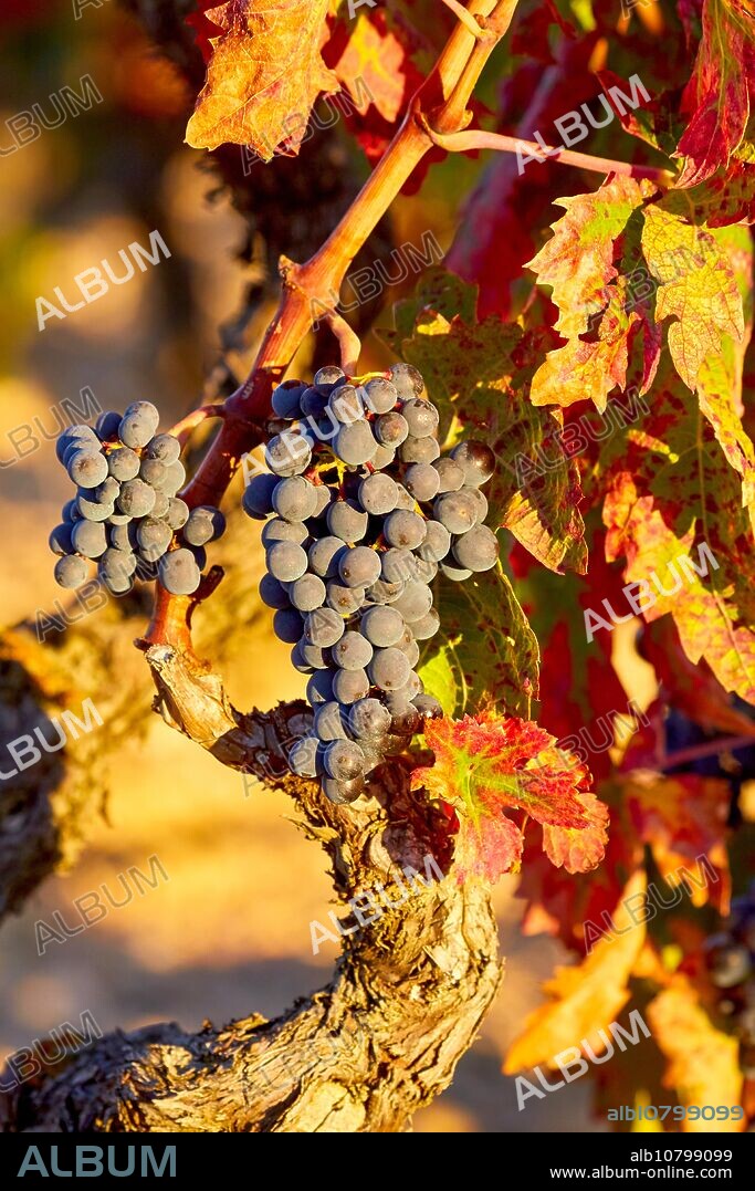 Vineyards, Rioja wine, Haro, La Rioja, Spain, Europe.