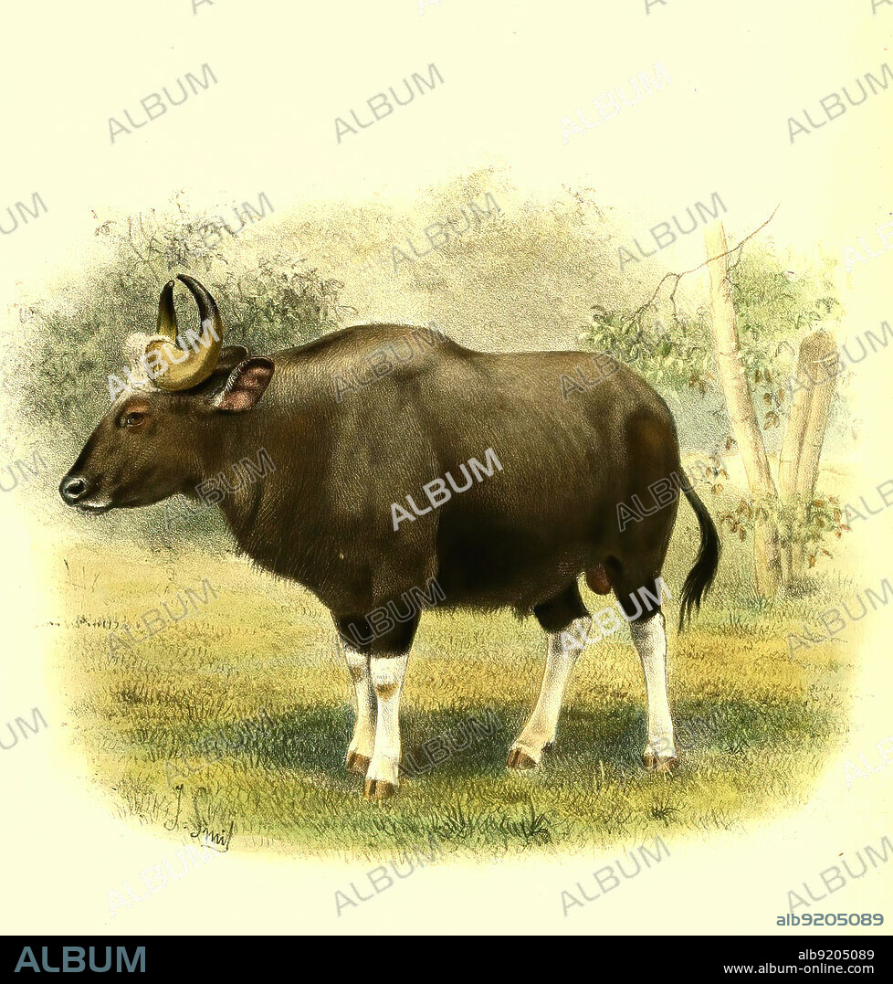 Gaur, Bos gaurus, der größte lebende Vertreter der Rinder, Historisch, digital restaurierte Reproduktion einer Vorlage aus dem 19. Jahrhundert / Gaur, Bos gaurus, also known as the Indian bison, is a bovine native to South and Southeast Asia, historical, digital improved reproduction of an original from the 19th century.