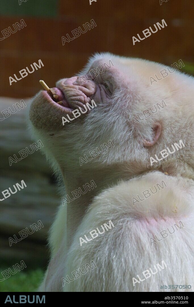 Copito de nieve, gorila albino. Zoológico de Barcelona.