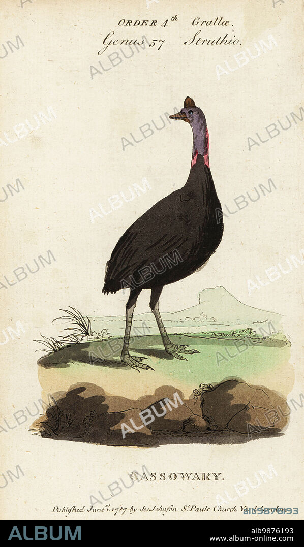Southern cassowary, Casuarius casuarius. Handcoloured copperplate engraving after Francois Nicolas Martinet from Samuel Galton Jr.s Natural History of Birds containing a Variety of Facts selected from Several Writers for the Amusement and Instruction of Children, London, Joseph Johnson, 1791.