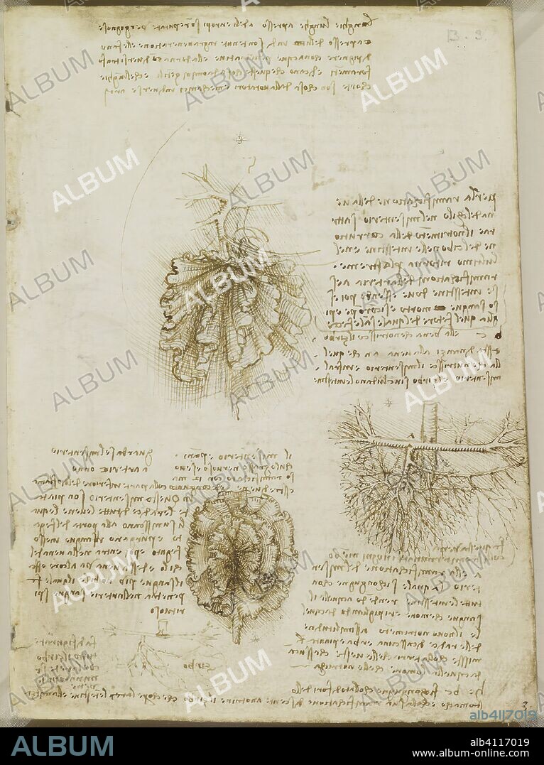 LEONARDO DA VINCI. El mesenterio del intestino y su aporte sanguíneo, con notas. El plexo braquial c.1508. Lápiz y tinta sobre tiza negra 19.3 x 14.3 cm.