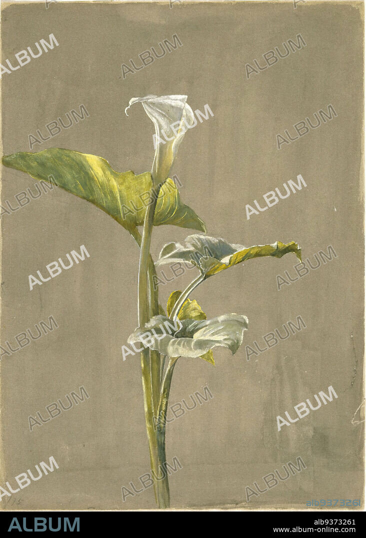 Calla Lily, Fidelia Bridges, American, 1834-1923, Watercolor on paper, 1875, 14 x 10 in., 35.6 x 24.5 cm., 1875, American Painting, brushwork, calla lily, female artist, flower, flowers, leaf, leaves, Lily, painting, plant, watercolor, watercolor on paper, woman artist.