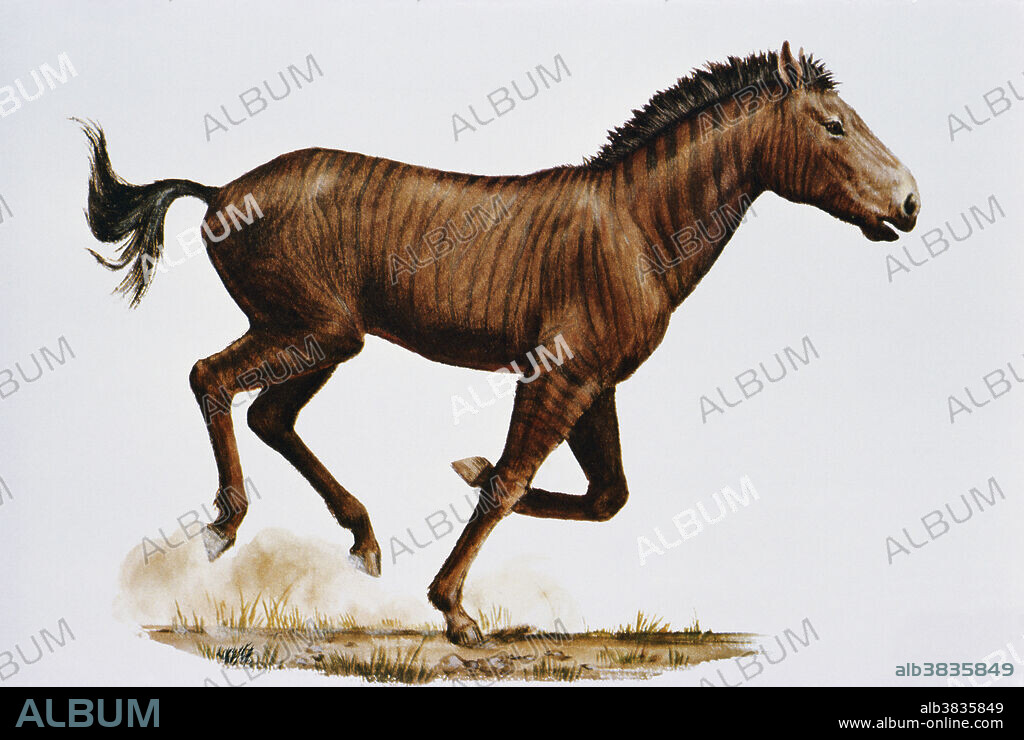 Western Horse (Equus occidentalis), a Pleistocene Epoch horse found in the La Brea Tar Pits. Illustration from the Natural History Museum of LA County.
