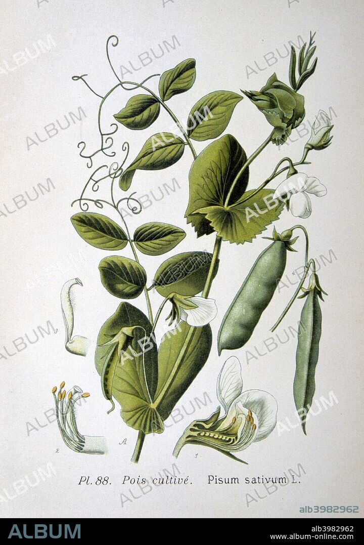 Field and garden pea, 1893. Botanical illustration of Pisum sativum, the pea plant, from an atlas of the plants of France.
