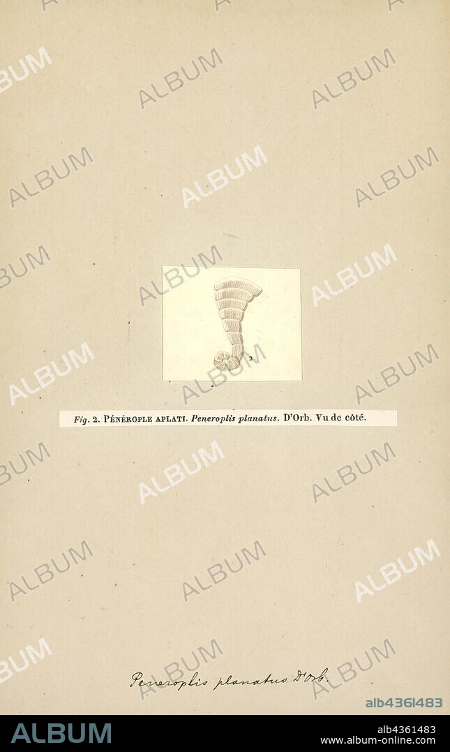 Peneroplis, Print, Peneroplis is a genus of Foraminifera in the family Peneroplidae. The genus is also represented in the fossil record.