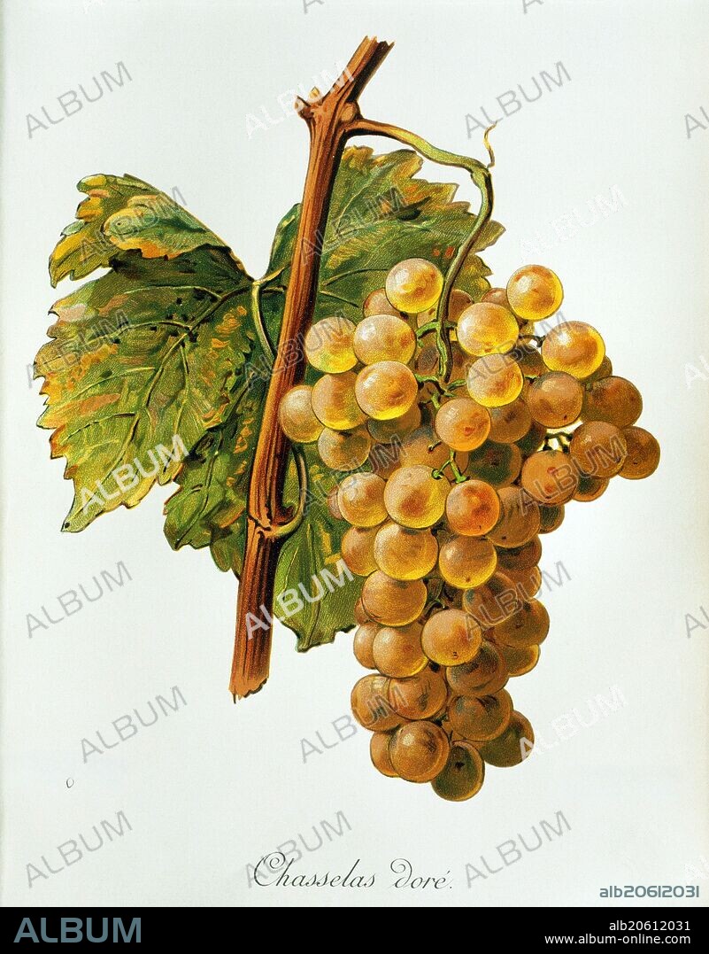 Ampelograhie. grape variety science. oenology. viticulture. grape. vine. Chasselas dore' grape. digitally enhanced reproduction of a model by Alexis Kreyder (1839 to 1912). historical.