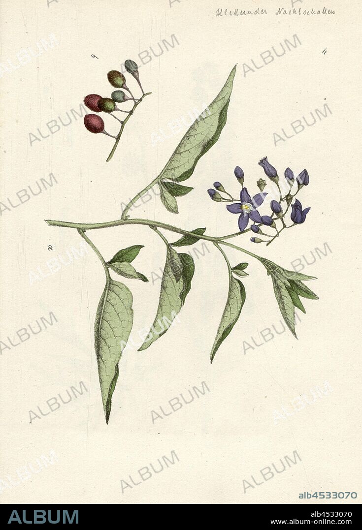 Solanum Dulcamara L., Climbing Nightshade, Wild., Bitterfuss, Alfranken etc, Fig. 4, after p. 84, Labram, Jonas David (gezeichnet);, Brodtmann, C. J (lith.), Johannes Hegetschweiler, Jonas David Labram, C. J Brodtmann: Die Giftpflanzen der Schweiz. Zürich: Verlag von Albert Unflad; bei Johannes Esslinger, Praeceptor, [18--].