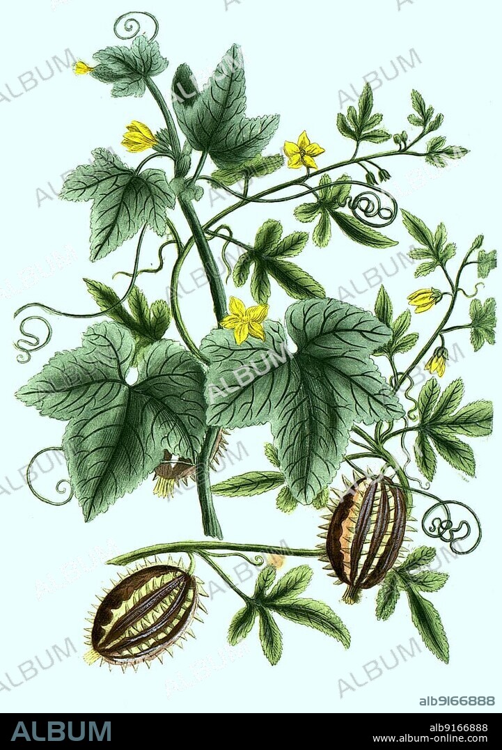 Americanus and vulgaris, variants of the cucumber (Cucumis), Wild Cucumber, Wild Gherkin, digitally retouched illustration from Phytanthoza iconographica by Johann Wilhelm Weinmann, painter Bartholomäus Seutter and engravers Johann Jakob Haid and Johann Elias Ridinger, 1740.
