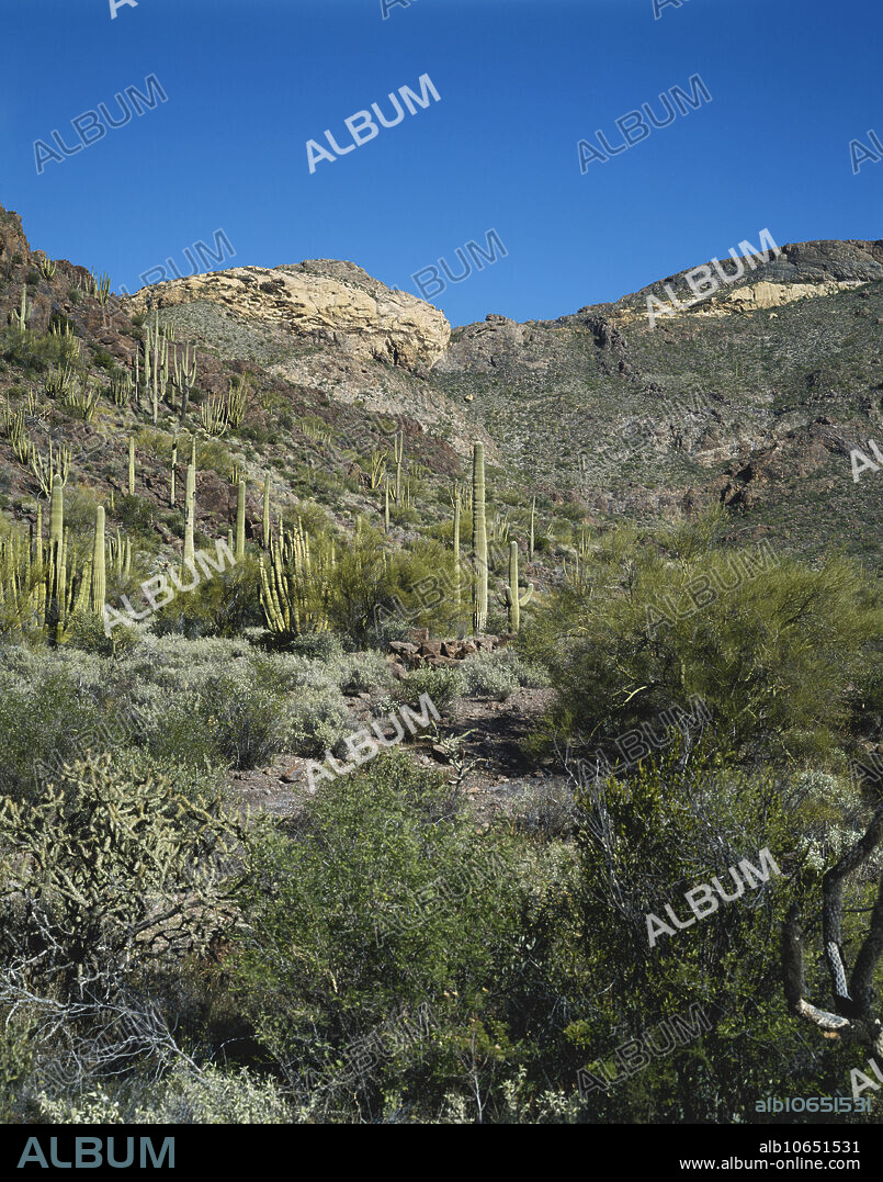 Scene in Organ Pipe Cactus National Monument, Arizona, with saguaro and organ pipe cacti. There is a large seam of welded tuff exposed by erosion on the cliff.