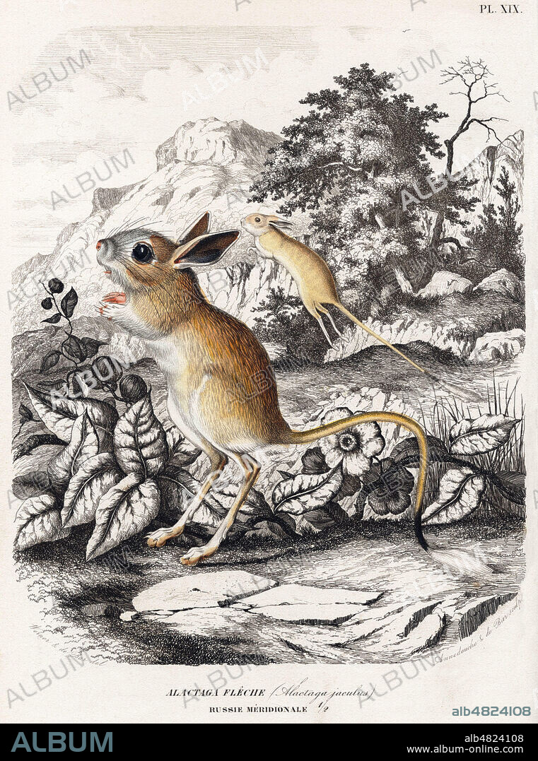 Alactaga Fleche Russie meridionale (Alactaga Jaculus) ou Grande Gerboise. Illustration 1854 par Jean Charles WERNER (1798-1856) pour l'Histoire Naturelle des Mammiferes par Paul GERVAIS (1816-1879). Credit: Collection KHARBINE-TAPABOR.