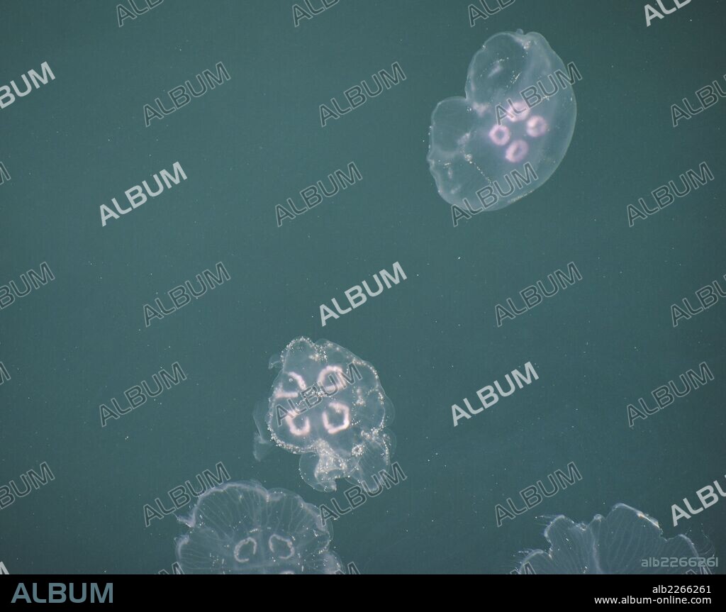 MEDUSA DE LAGUNA (Mastigias sp.). Invertebrado marino, perteneciente al grupo de los cnidarios. Detalles medusas en el Estrecho del Bósforo. Estambul. Turquía.