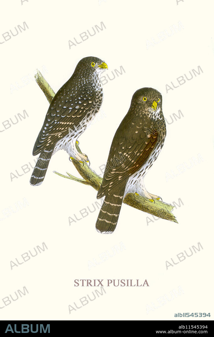 Illustration from "A history of the birds of Europe, not observed in the British Isles" by Charles Robert Bree (1811-86).